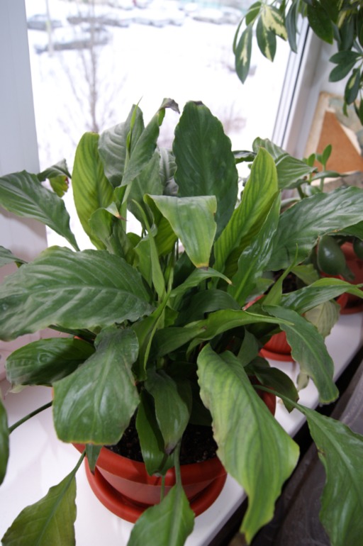 Мои любимки))