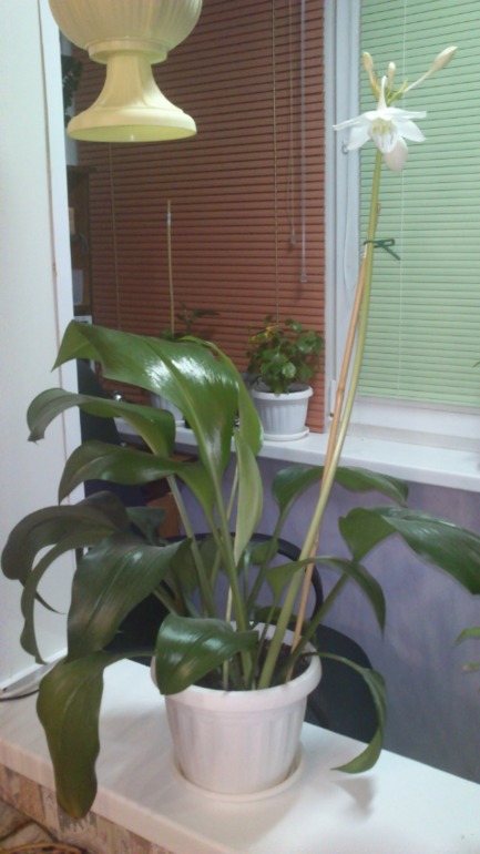 Подскажите пожалуйста что это за цветок?