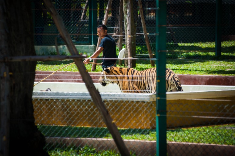 Парк Тигров на Пхукете «Tiger Kingdom»