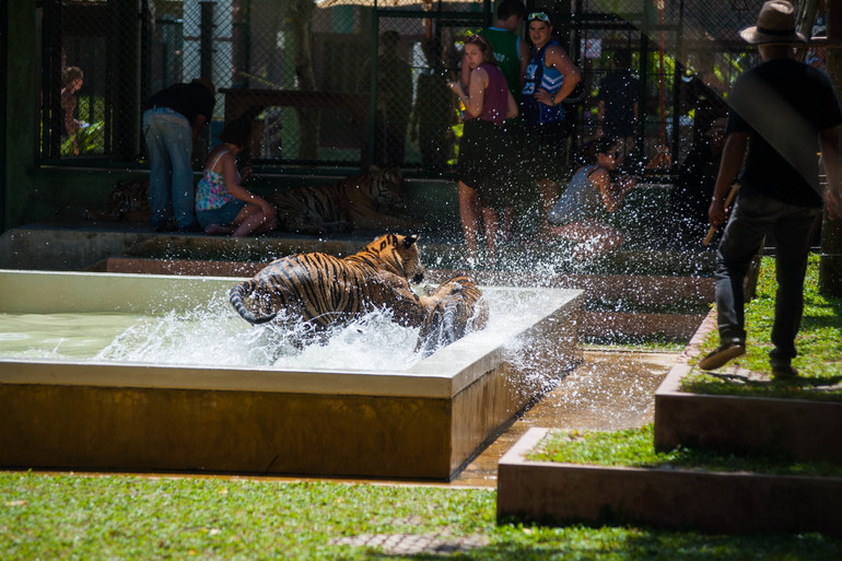 Парк Тигров на Пхукете «Tiger Kingdom»
