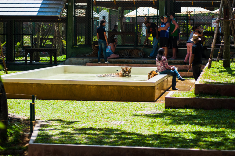 Парк Тигров на Пхукете «Tiger Kingdom»