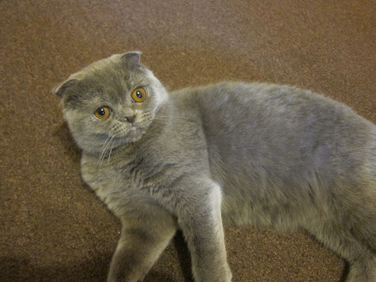 У кошки весна