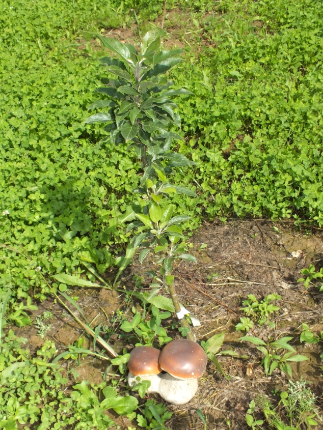 Колоновидная яблоня с грибами)