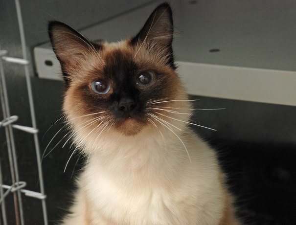 У нас в Тольятти есть приют