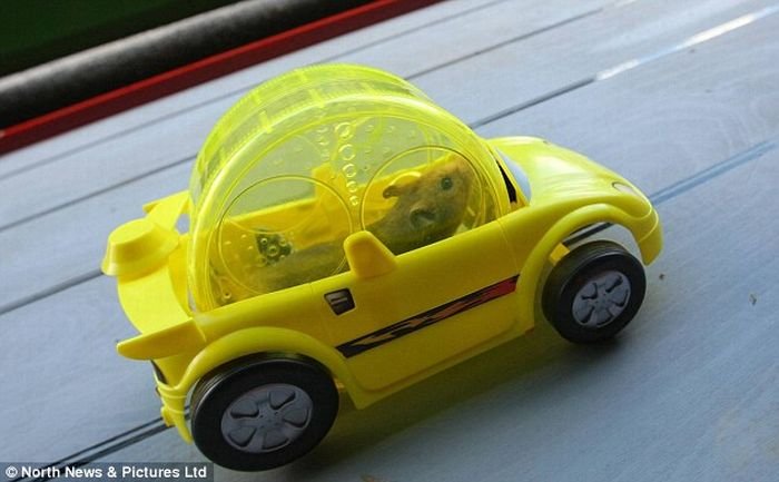 Что ни сделаешь для любимца!