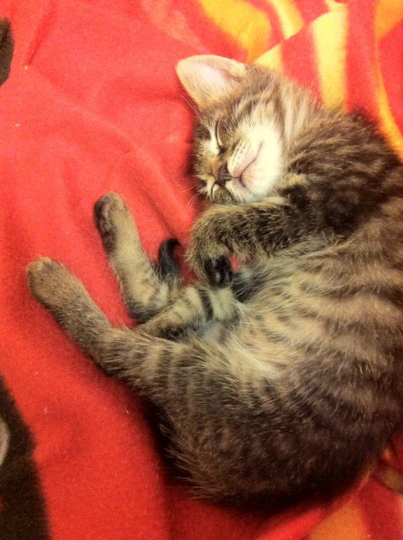 Мы все таки решились! Есть немного вопросов по содержанию котенка