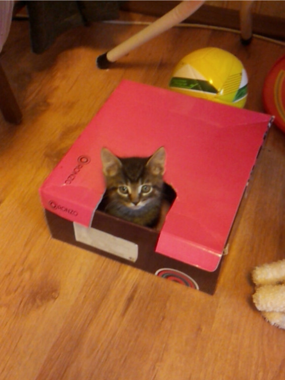 Мы все таки решились! Есть немного вопросов по содержанию котенка