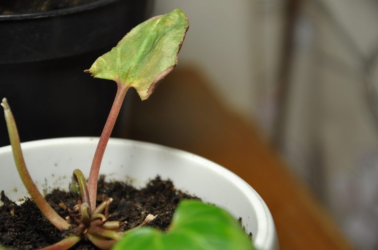 Цикламены - что с ними?