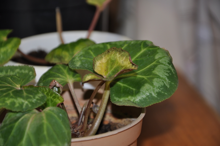 Цикламены - что с ними?