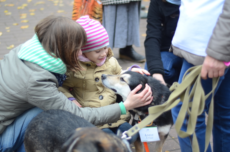 Выставка-ярмарка брошенных животных в парке им.Горького
