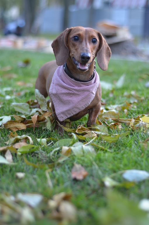 Осень. Прогулка. Сад им.Баумана