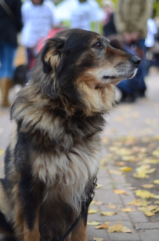 Выставка-ярмарка брошенных животных в парке им.Горького