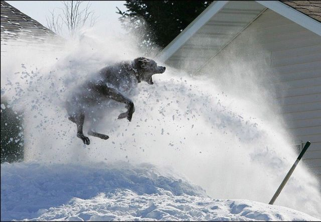 Мяу, гав и многое-многое другое:)