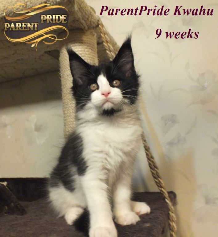 Котенок мейн-кун = мальчик KWAHU