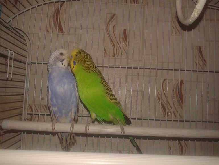 Купила Ларику невесту. )))