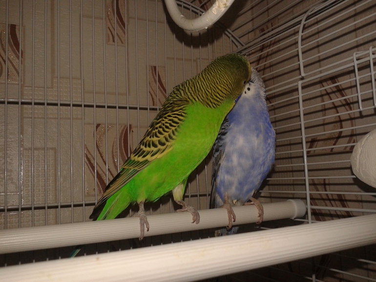 Купила Ларику невесту. )))