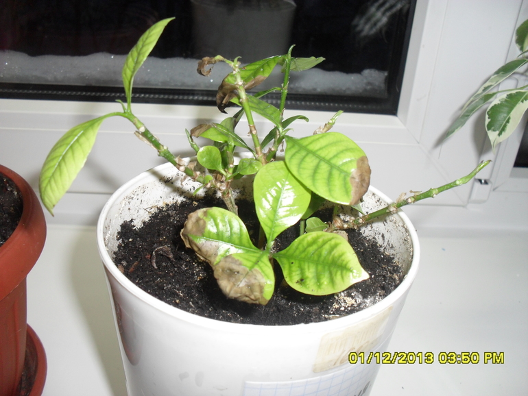 Чем можно помочь цветочку?