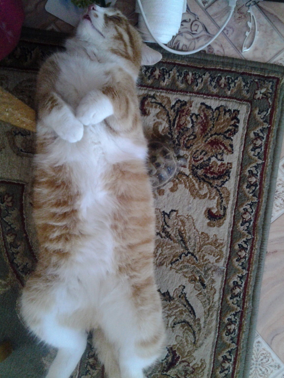 Рыня всю ночь гонял детские игрушки по дому,теперь отсыпается с Димой!