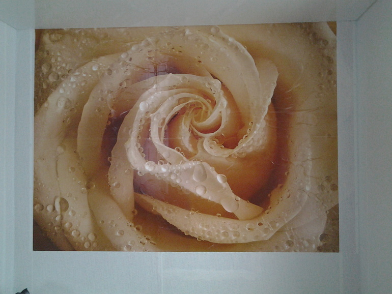 Утренняя роза!