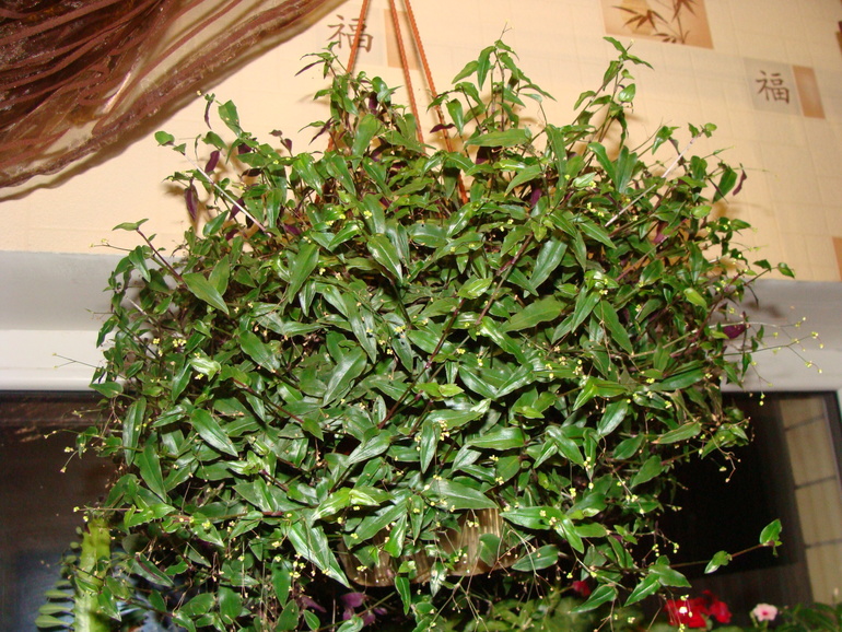 На улице осень, а у нас в квартире ВЕСНА!:)