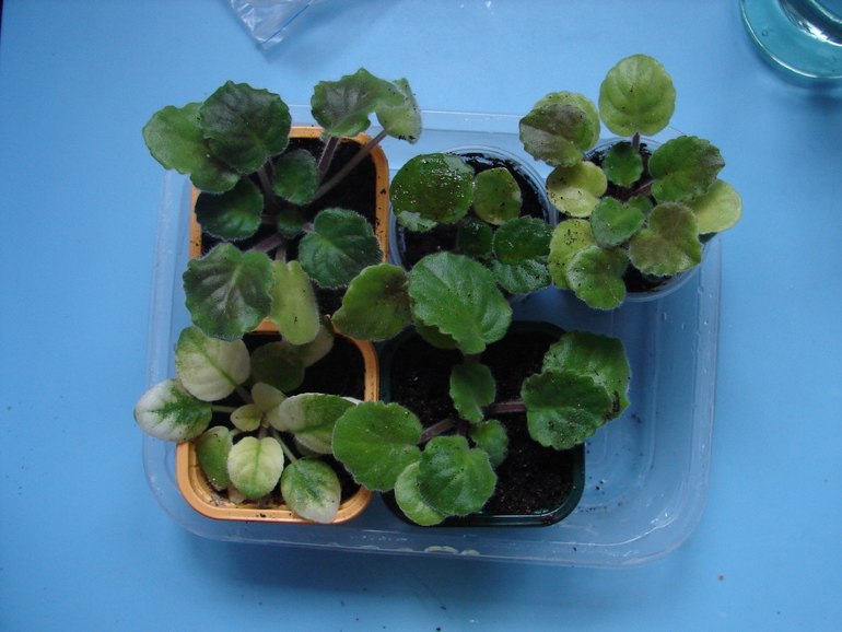 цветы ищут дом