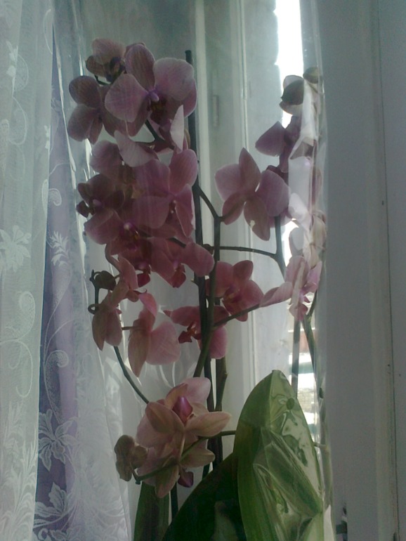 Уход за цветком