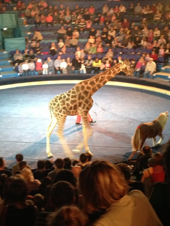 Цирк Больших зверей (Сокольники)