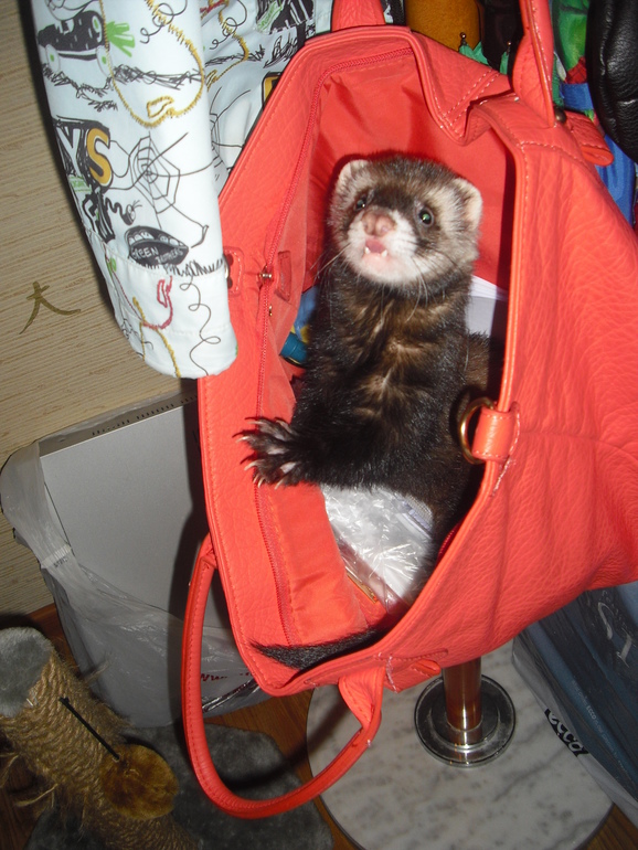 Мои сладкие шалуны !