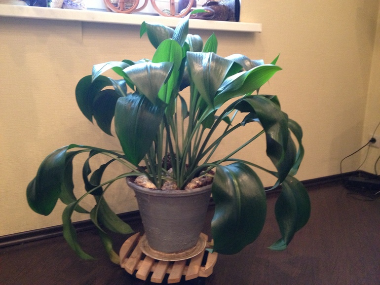 И я покажу свои цветики)))