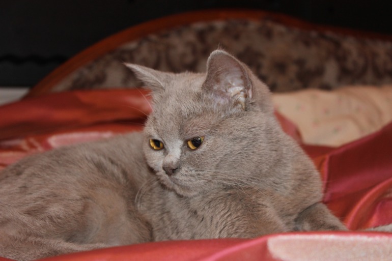 Наша британка Моника))