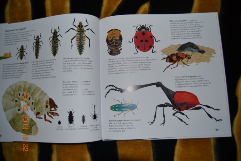 Наше пополнение