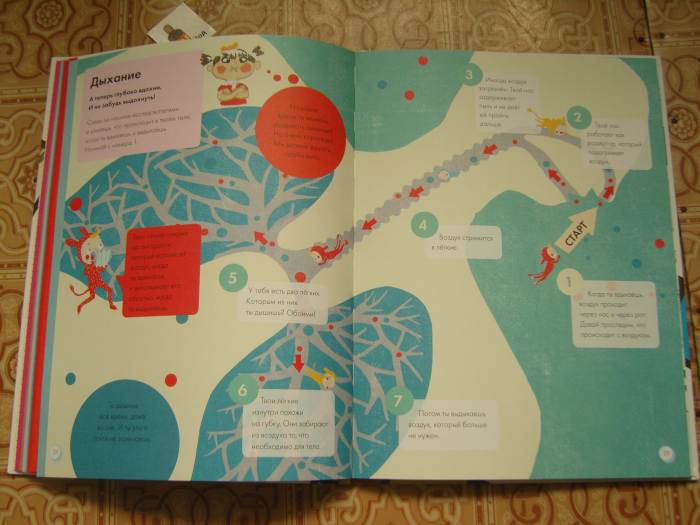 Мое тело.От макушки до пяток.