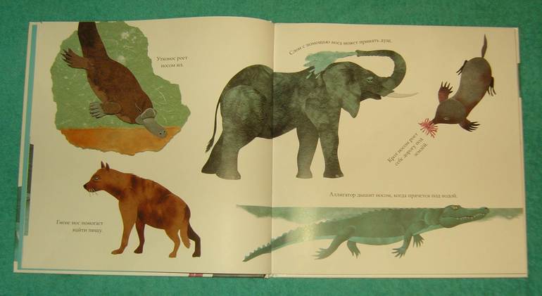 Про хвосты,носы и уши.Интересные факты.