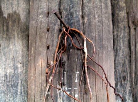 Заливное из листьев и прочая осень...