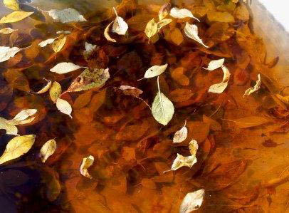Заливное из листьев и прочая осень...
