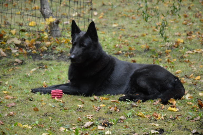 Братья меньшие