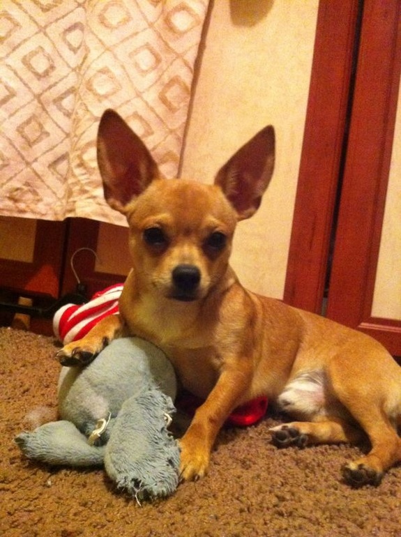 Наш ушастик)))