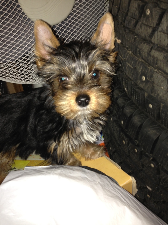 Приятно познакомиться)) Фон Барон)