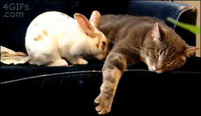 012c7fae8111a8f86ffddf5de321058f.gif