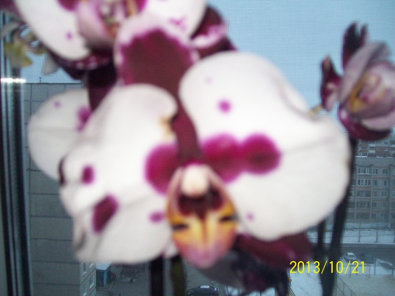 орхидея, разные цветы