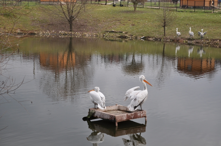 Парк птиц.