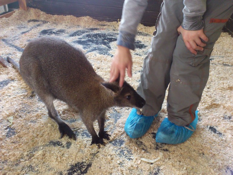 Контактный зоопарк на ВВЦ.