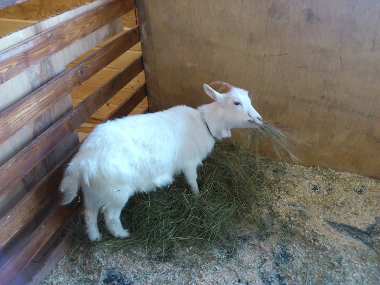 Контактный зоопарк на ВВЦ.