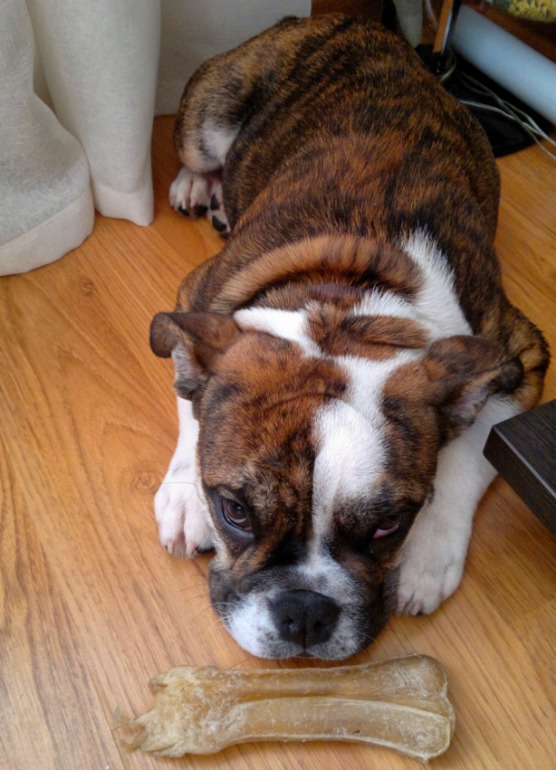 Наш бульдожка!)