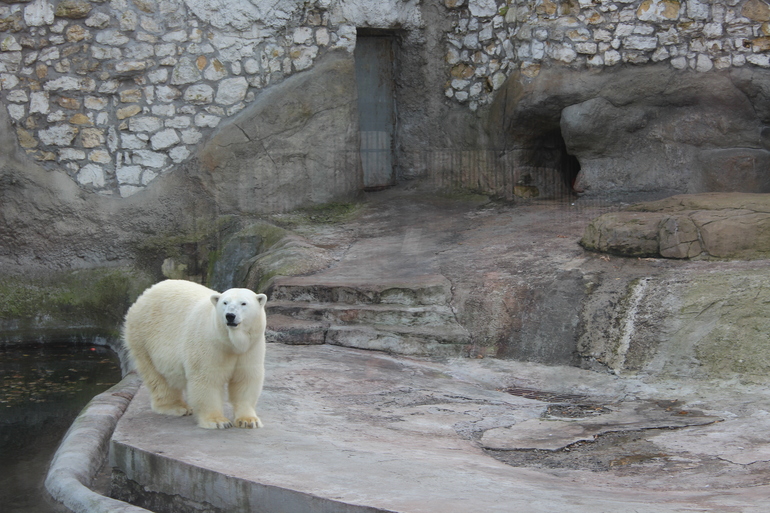 Осенний зоопарк!