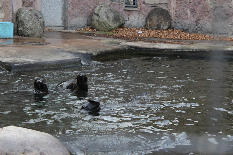 Осенний зоопарк!