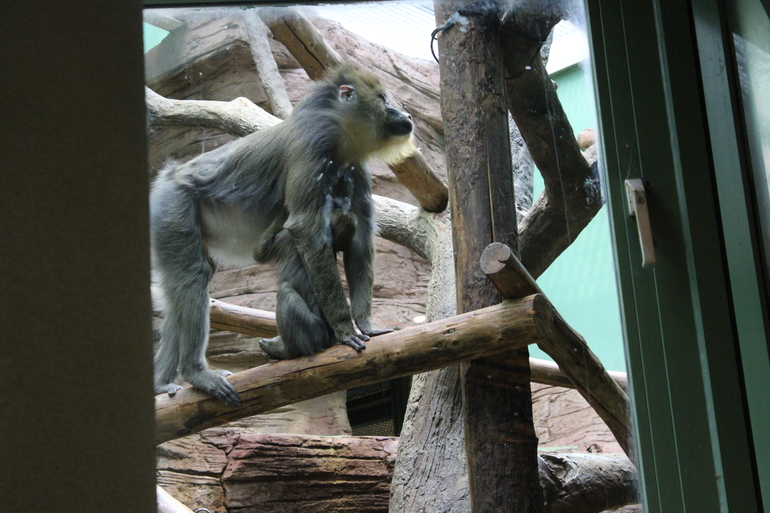 Осенний зоопарк!