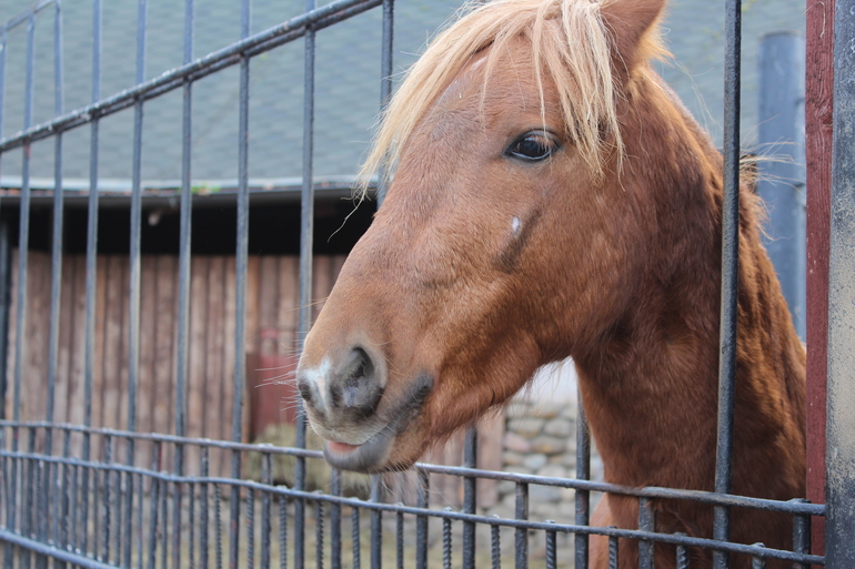 Осенний зоопарк!