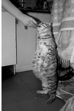 Даже киськи беременные