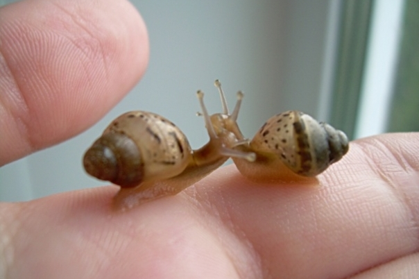 Лепись поделка! большая и маленькая))